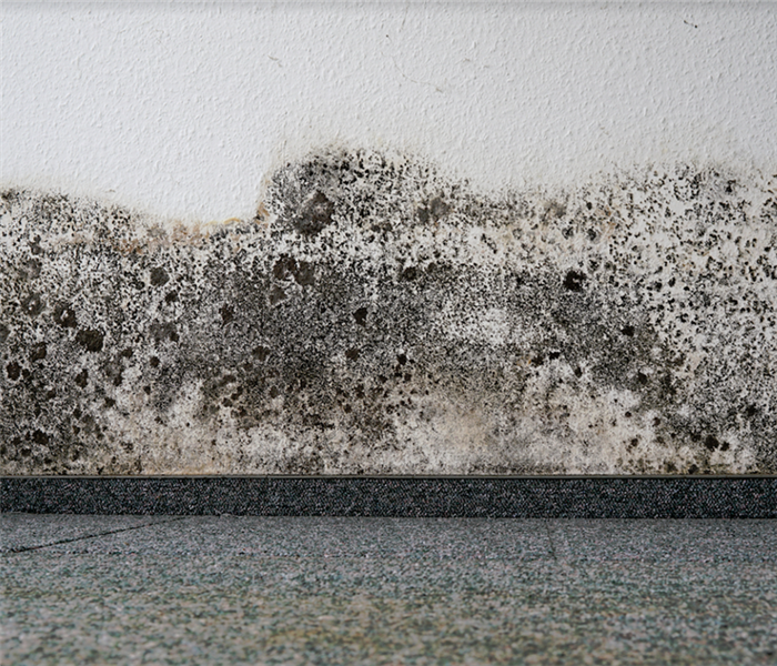 a mold damaged wall in a building